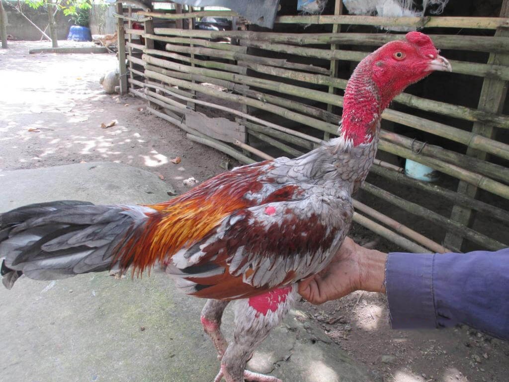 Cách chăm sóc gà đá sau khi thi đấu để hồi phục nhanh