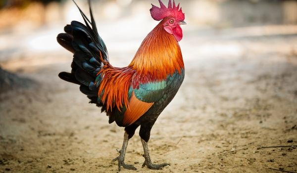 Cách chọn gà đá giống tốt có theo 5 loại vảy quý hiếm