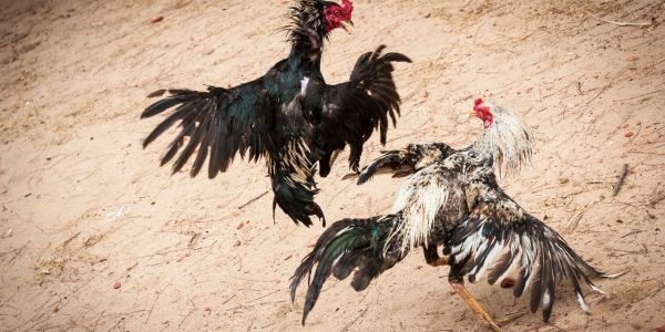 Cách vỗ béo gà đá tăng cơ nhanh nhất số 1 hiện nay