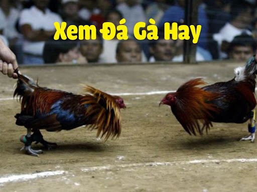 Đá gà thomo có những đặc điểm nổi bật gì? Thông tin chi tiết