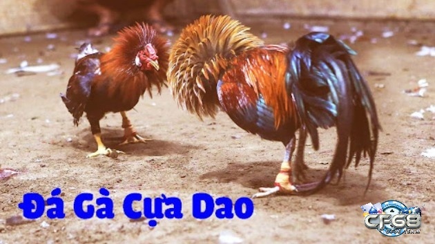 Đá gà cựa dao là gì? Luật chơi cách diễn ra ván đấu gà cựa dao