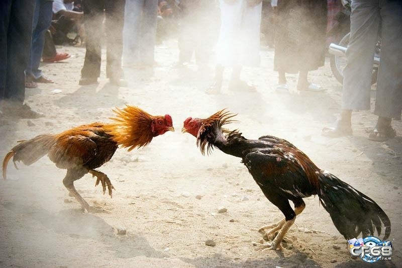 Đá gà cựa sắt - Giới thiệu hình thức đá gà hấp dẫn và gay cấn