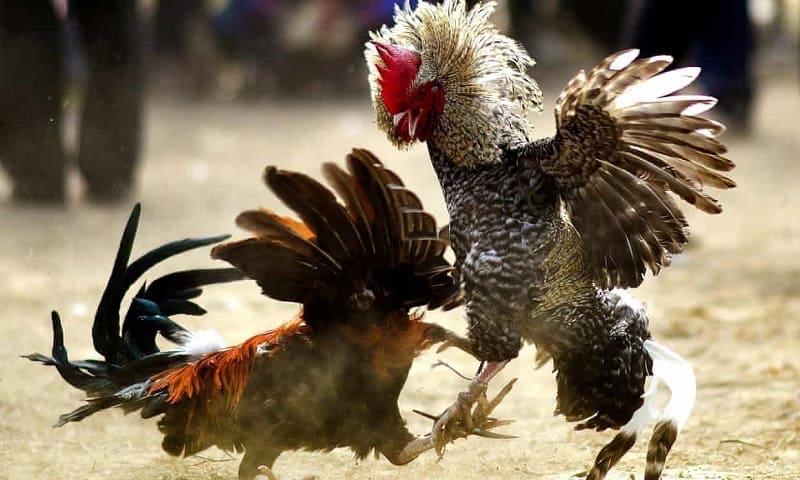 Cách né đòn đá gà: Kỹ thuật và lời khuyên của chuyên gia