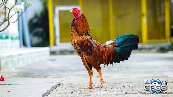 Asil, Peru, Shamo và gà nòi Việt Nam đều mang trong mình những ưu điểm riêng về thể lực và khả năng chiến đấu