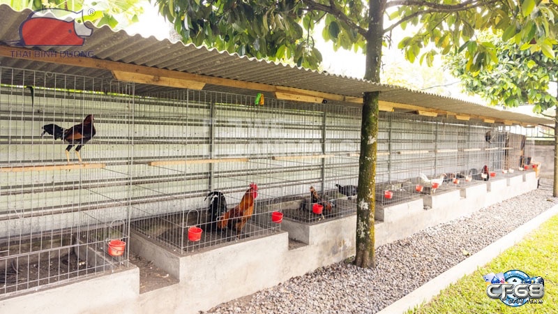 Thiết kế chuồng gà hợp lý giúp hạn chế bệnh tật và tối ưu điều kiện sinh trưởng