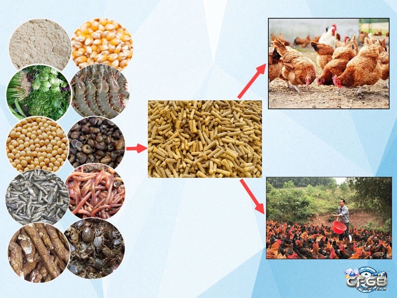 Một chế độ dinh dưỡng hợp lý đóng vai trò quan trọng trong việc tăng cường thể lực và cải thiện sức bền cho gà đá trong quá trình thi đấu