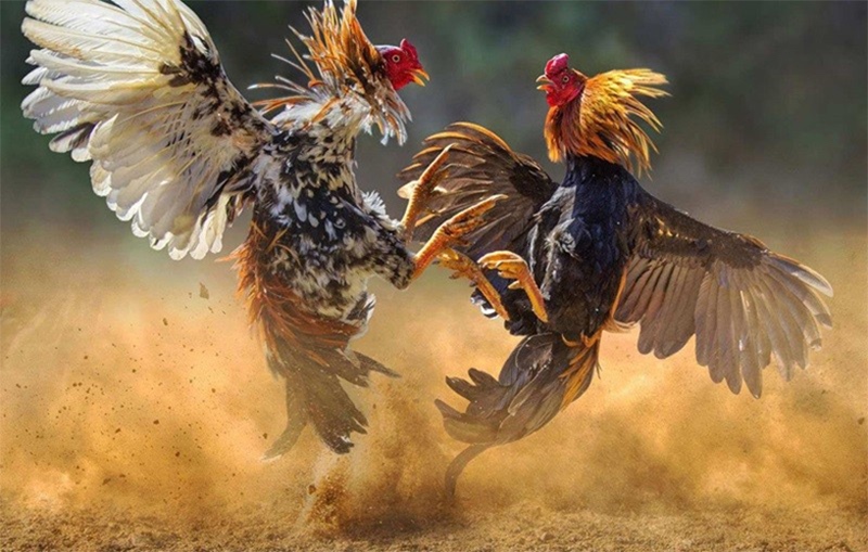Kinh nghiệm nuôi gà đá - Kỹ thuật chăm sóc từ A-Z