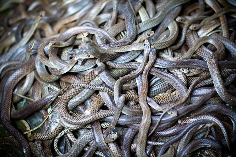 Nằm mơ thấy rắn điềm báo gì - Giải mã ý nghĩa và điềm báo