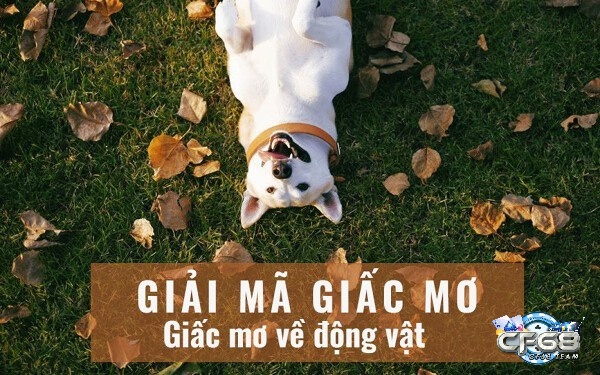Những giấc mơ nhìn thấy con vật khá phổ biến mang theo nhiều ý nghĩa khác nhau trong cuộc sống