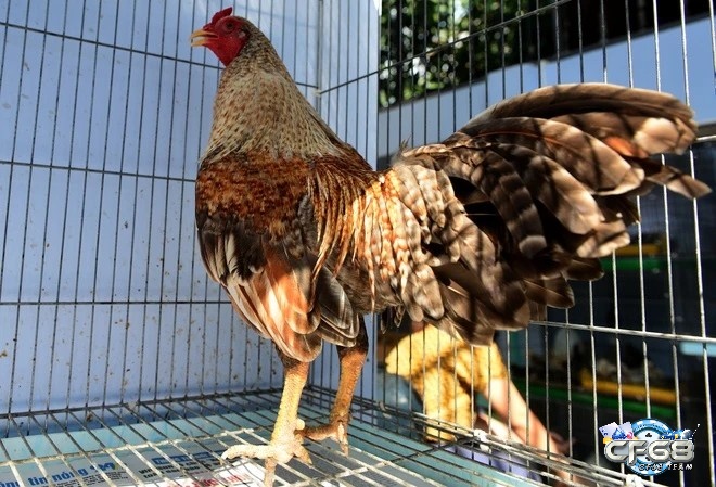 Để nhận viết gà đá vảy rồng thì đầu tiên bạn phải quan sát chân của chúng