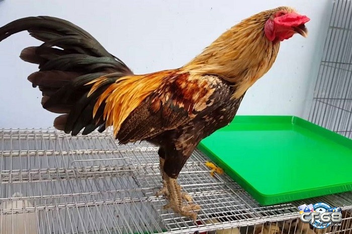 Gà đá vảy rồng được đánh giá cao bởi sức mạnh và sự dẻo dai mà chúng sở hữu