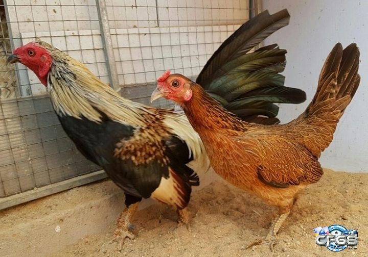 Khi mua gà đá vảy rồng bạn cần lưu ý chọn những chú gà có lớp vảy to đều và xếp rõ ràng
