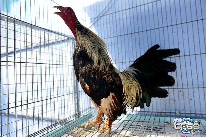 Bạn cần lưu ý chăm sóc gà chu đáo để tránh làm tổn thương chân của gà